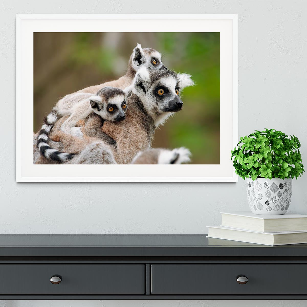 Close-up of a ring-tailed lemur Framed Print - Canvas Art Rocks - 5