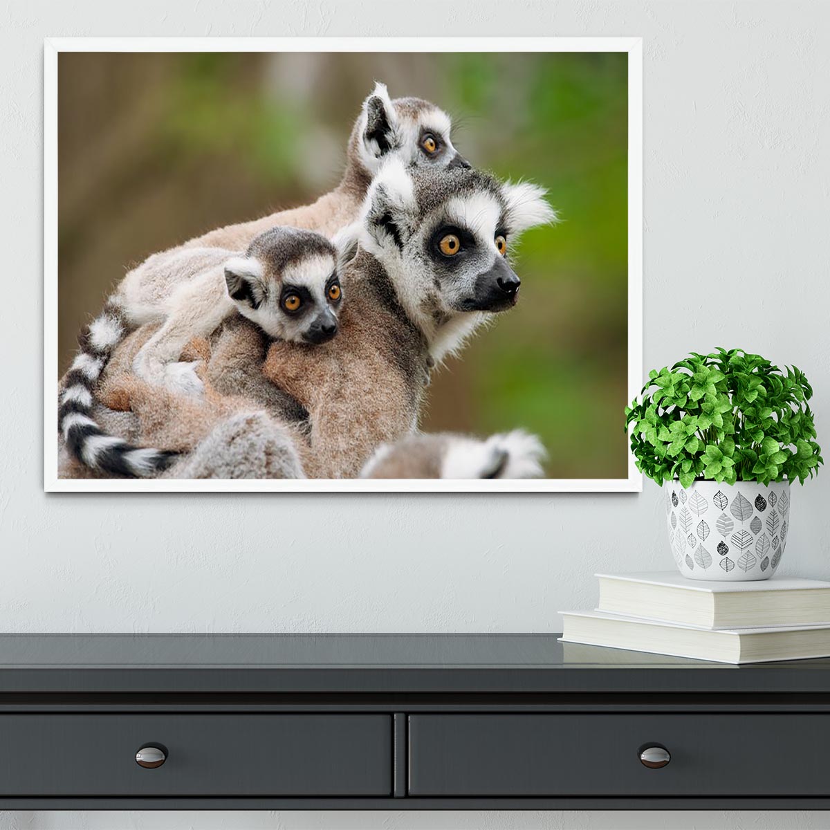 Close-up of a ring-tailed lemur Framed Print - Canvas Art Rocks -6