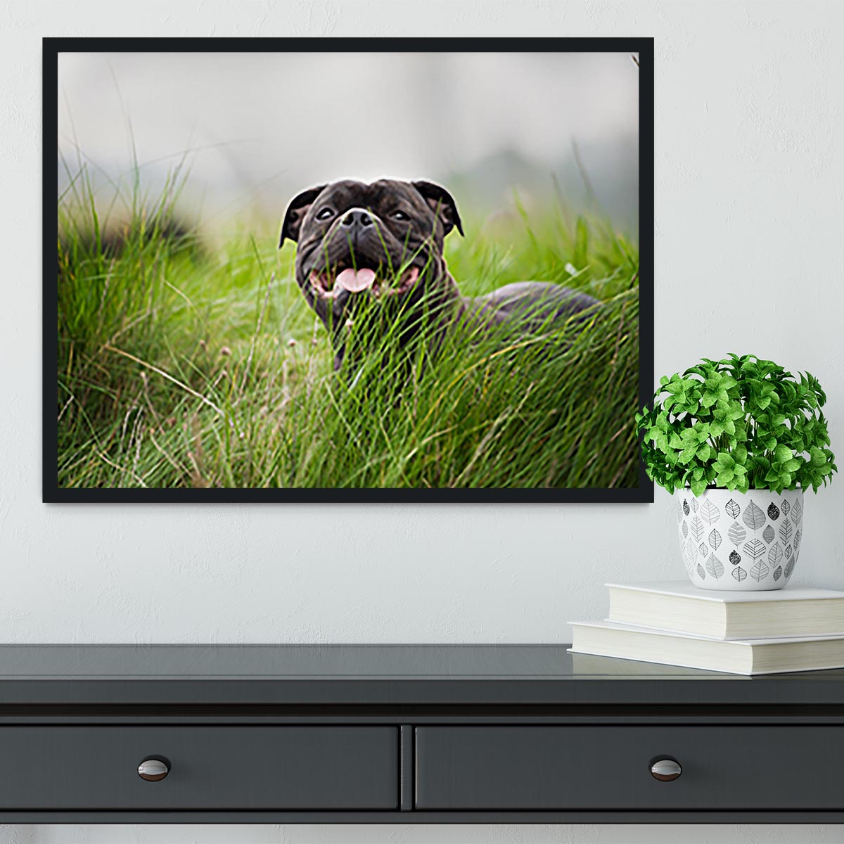 Close-up portrait of black staffordshire bull terrier Framed Print - Canvas Art Rocks - 2