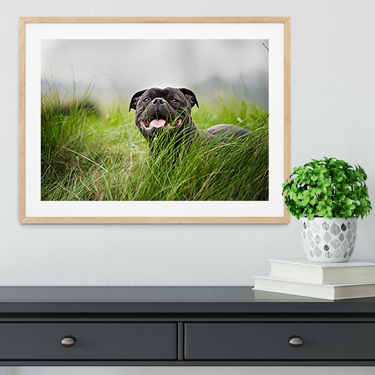 Close-up portrait of black staffordshire bull terrier Framed Print - Canvas Art Rocks - 3