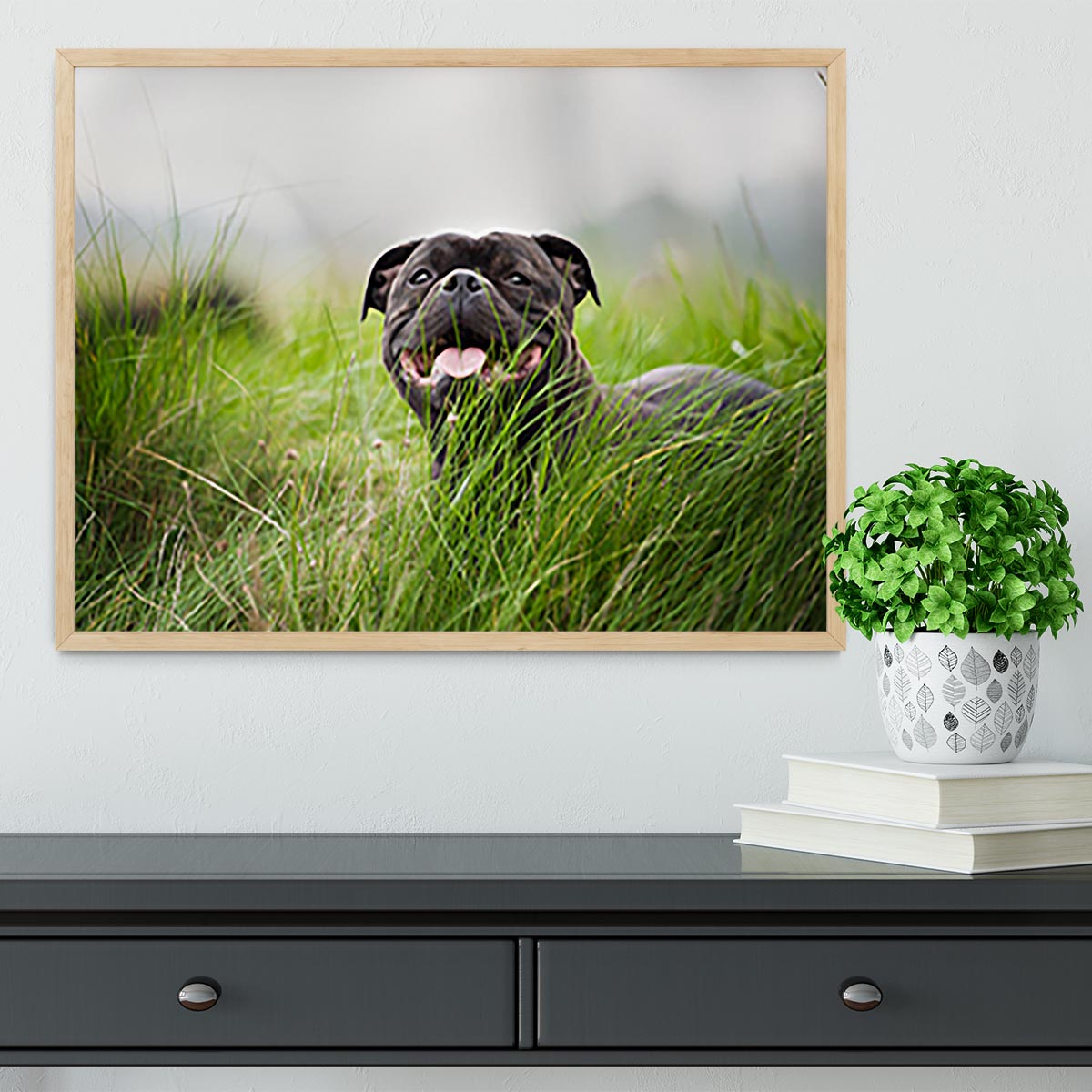 Close-up portrait of black staffordshire bull terrier Framed Print - Canvas Art Rocks - 4