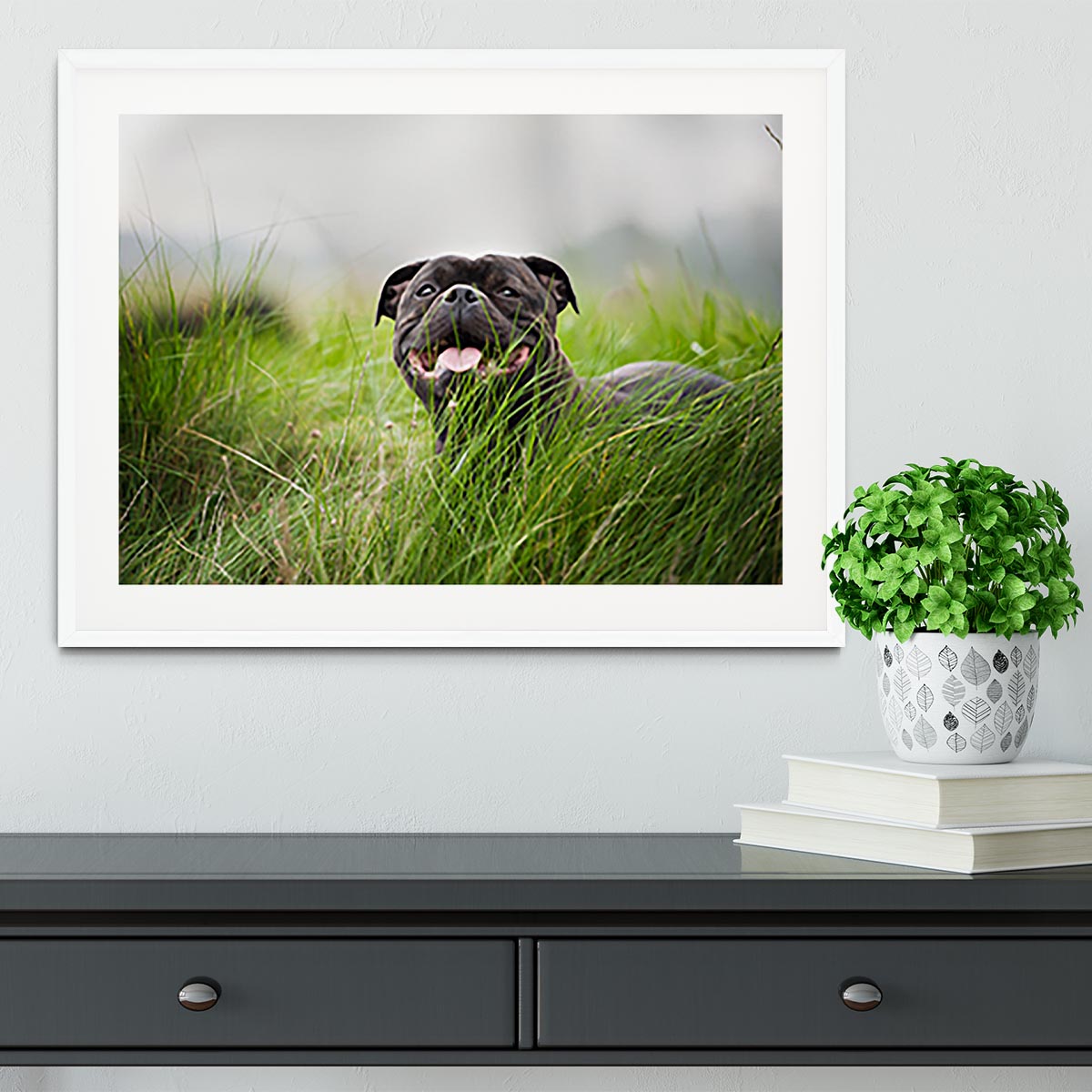 Close-up portrait of black staffordshire bull terrier Framed Print - Canvas Art Rocks - 5