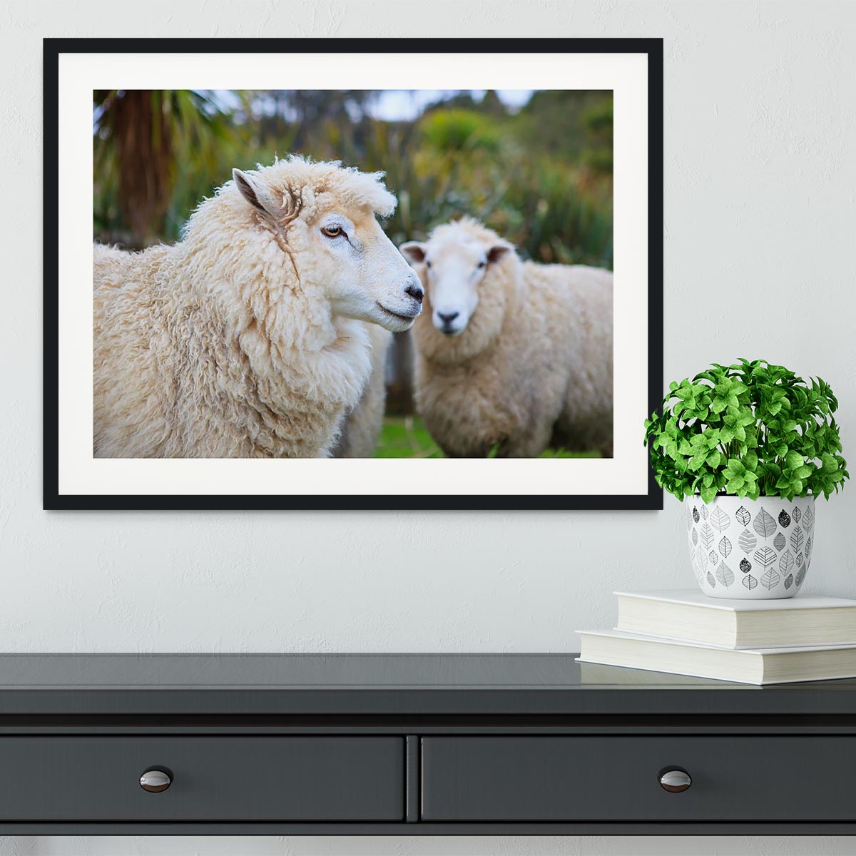 Close up face of new zealand merino sheep Framed Print - Canvas Art Rocks - 1
