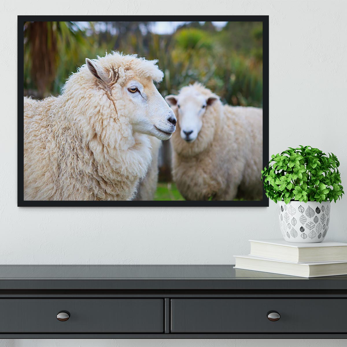Close up face of new zealand merino sheep Framed Print - Canvas Art Rocks - 2