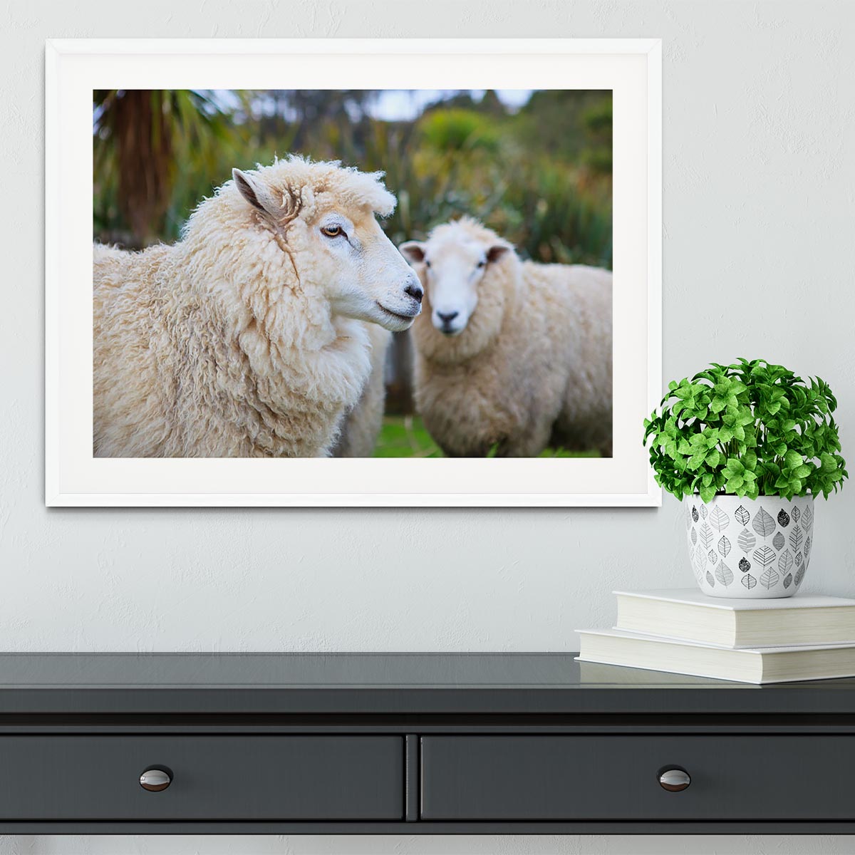 Close up face of new zealand merino sheep Framed Print - Canvas Art Rocks - 5