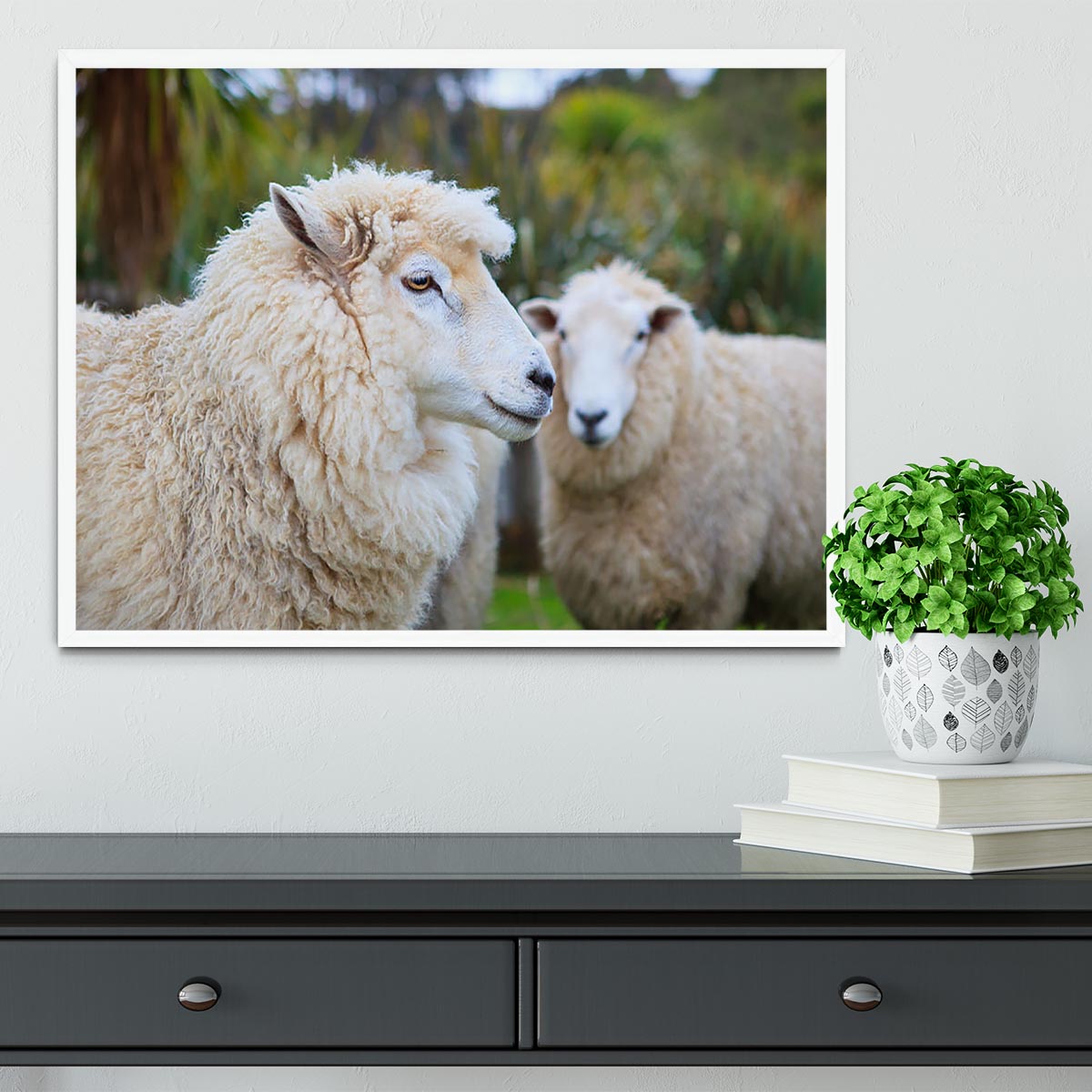 Close up face of new zealand merino sheep Framed Print - Canvas Art Rocks -6