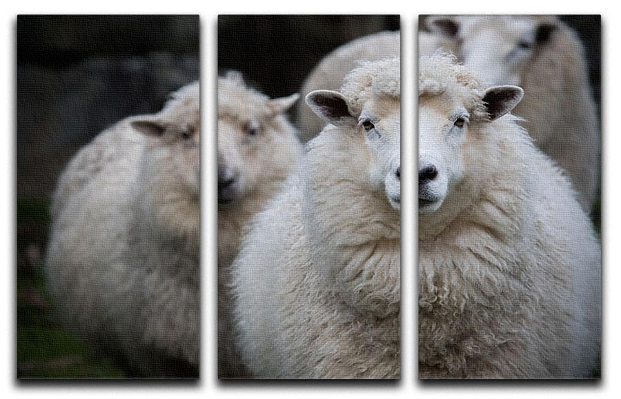 Close up face of new zealand merino sheep in farm 3 Split Panel Canvas Print - Canvas Art Rocks - 1