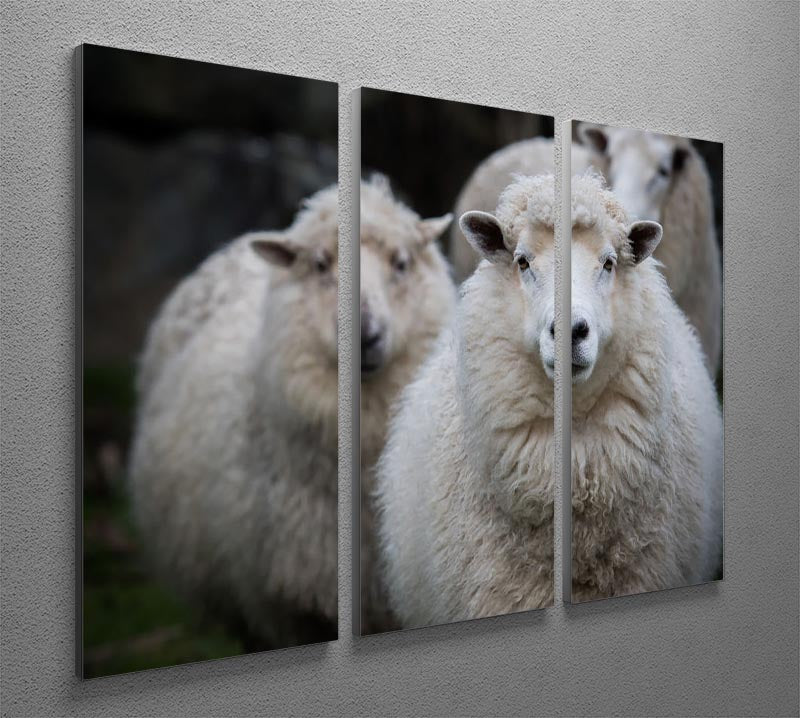 Close up face of new zealand merino sheep in farm 3 Split Panel Canvas Print - Canvas Art Rocks - 2