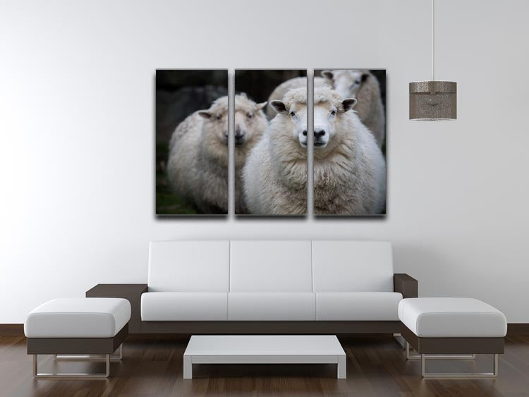 Close up face of new zealand merino sheep in farm 3 Split Panel Canvas Print - Canvas Art Rocks - 3