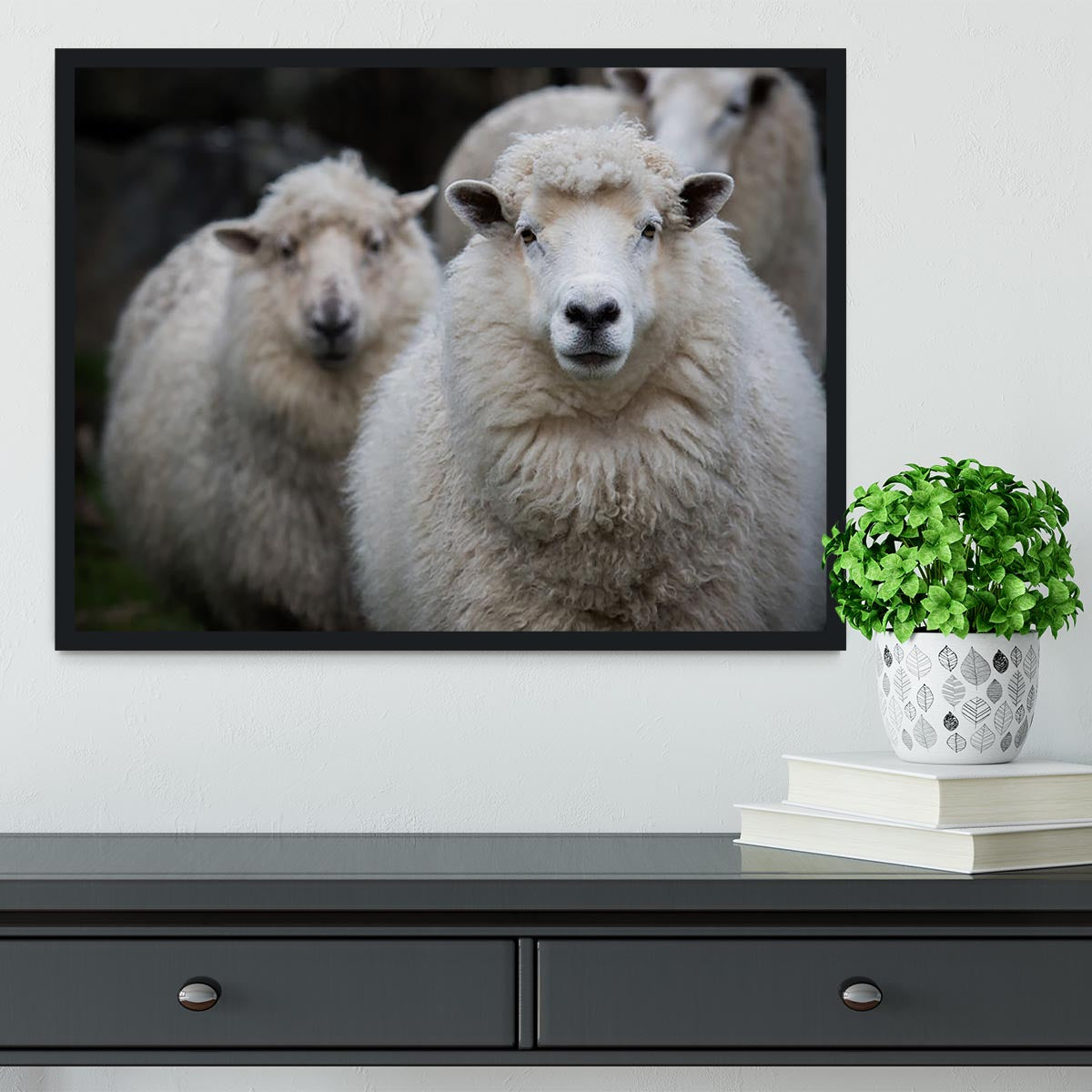 Close up face of new zealand merino sheep in farm Framed Print - Canvas Art Rocks - 2