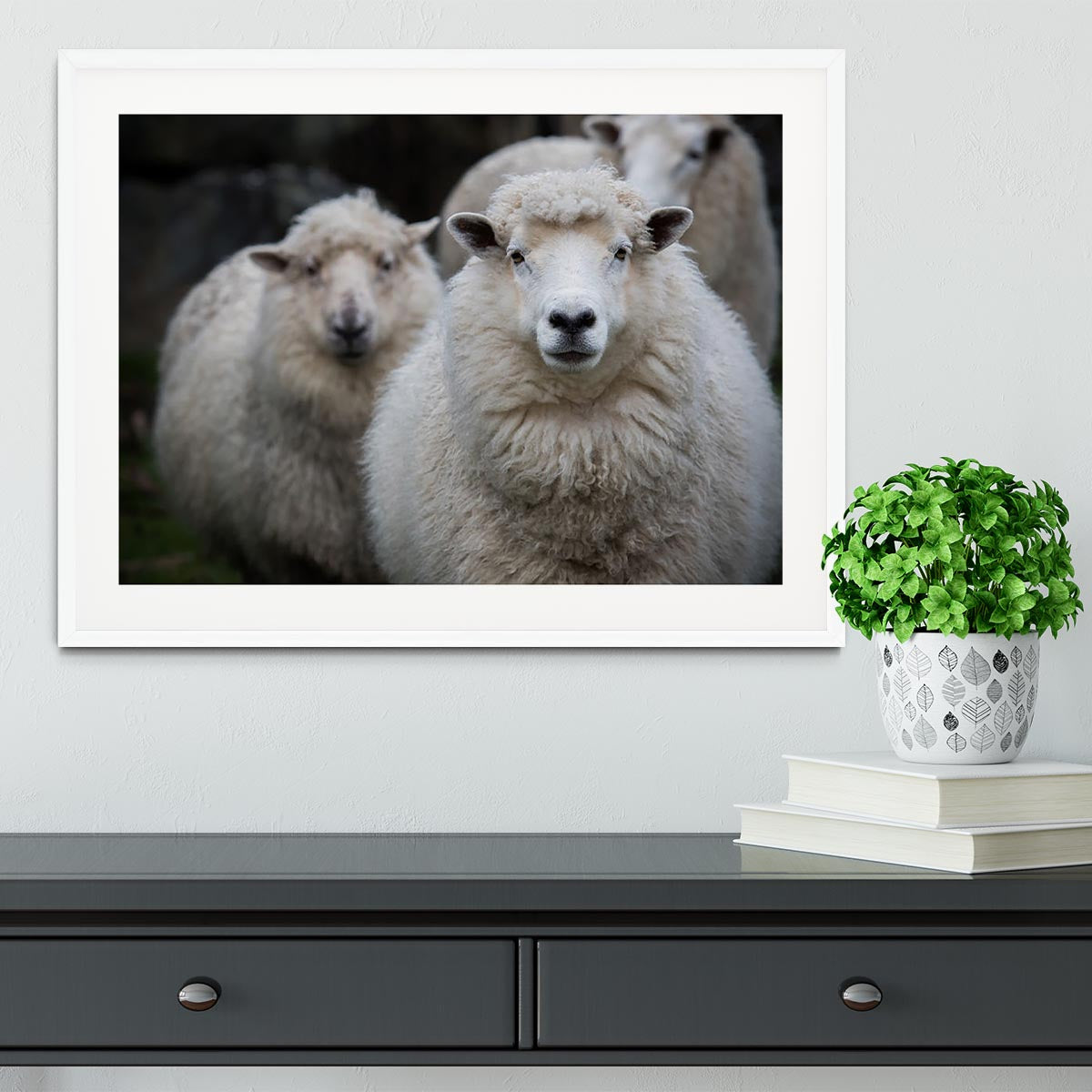 Close up face of new zealand merino sheep in farm Framed Print - Canvas Art Rocks - 5