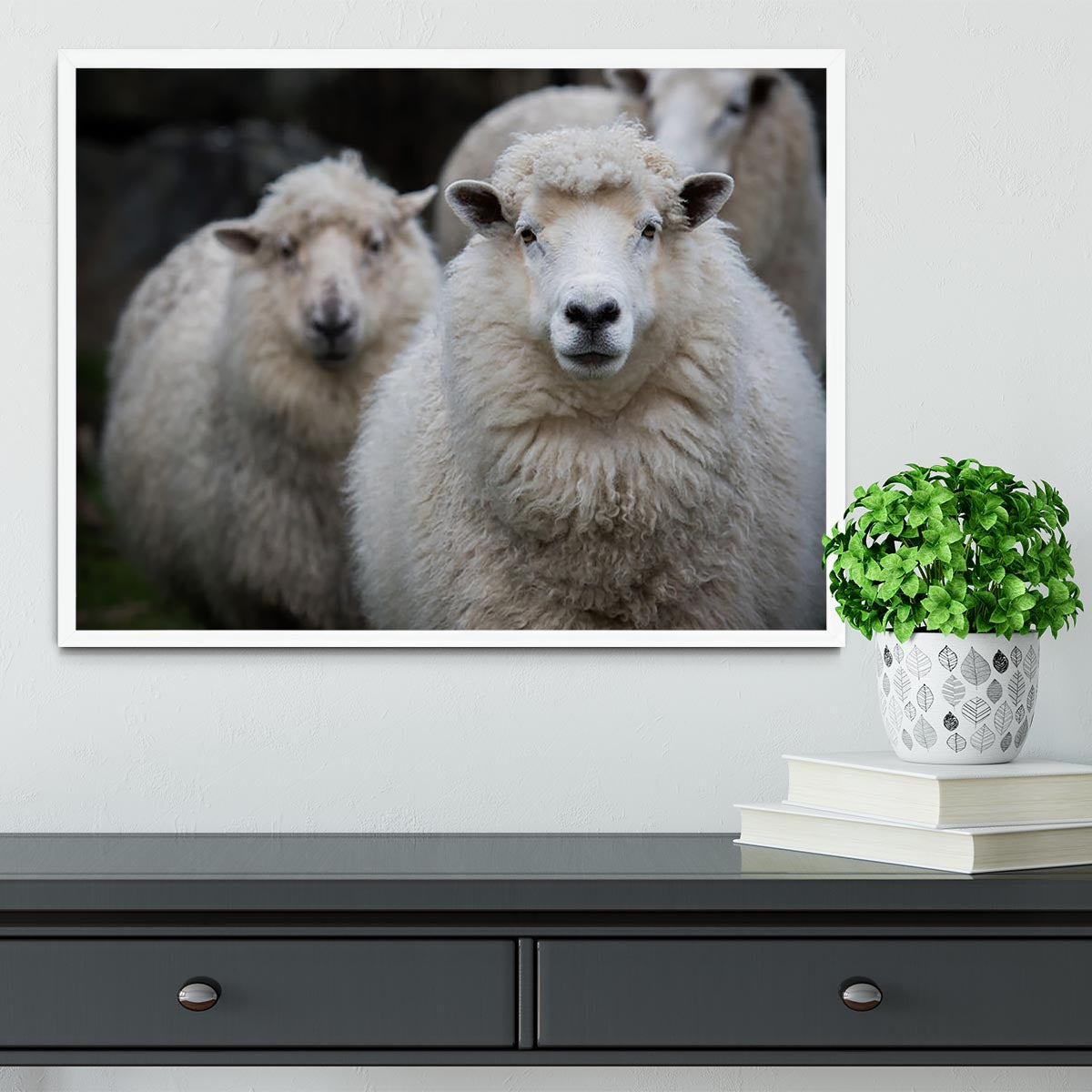 Close up face of new zealand merino sheep in farm Framed Print - Canvas Art Rocks -6