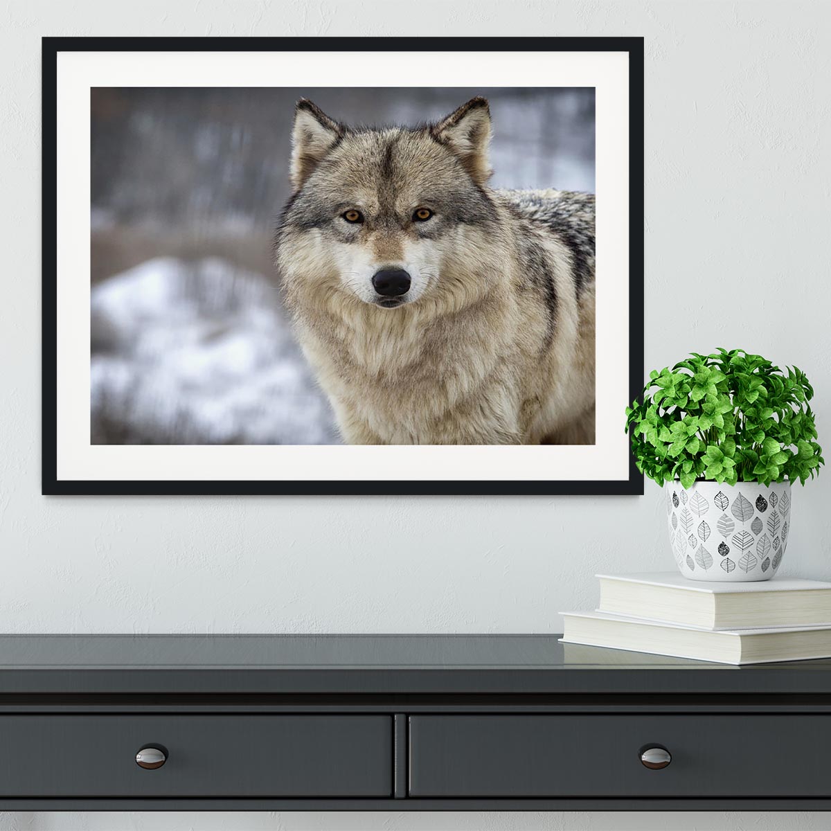 Close up head and shoulders image of a Timber Wolf Framed Print - Canvas Art Rocks - 1