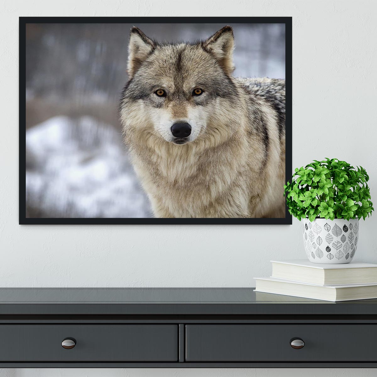 Close up head and shoulders image of a Timber Wolf Framed Print - Canvas Art Rocks - 2
