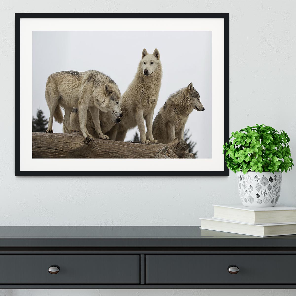 Close up image of a grey wolf pack Framed Print - Canvas Art Rocks - 1