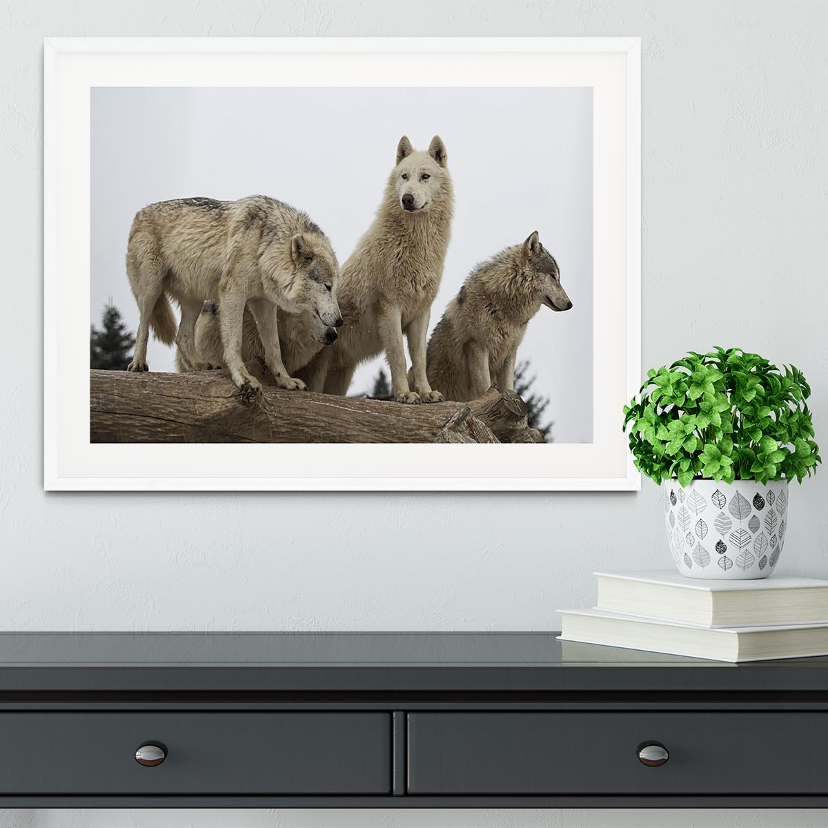 Close up image of a grey wolf pack Framed Print - Canvas Art Rocks - 5