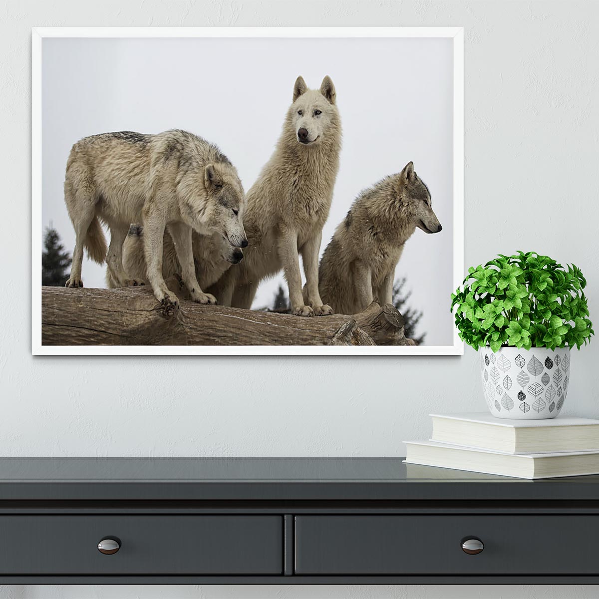 Close up image of a grey wolf pack Framed Print - Canvas Art Rocks -6