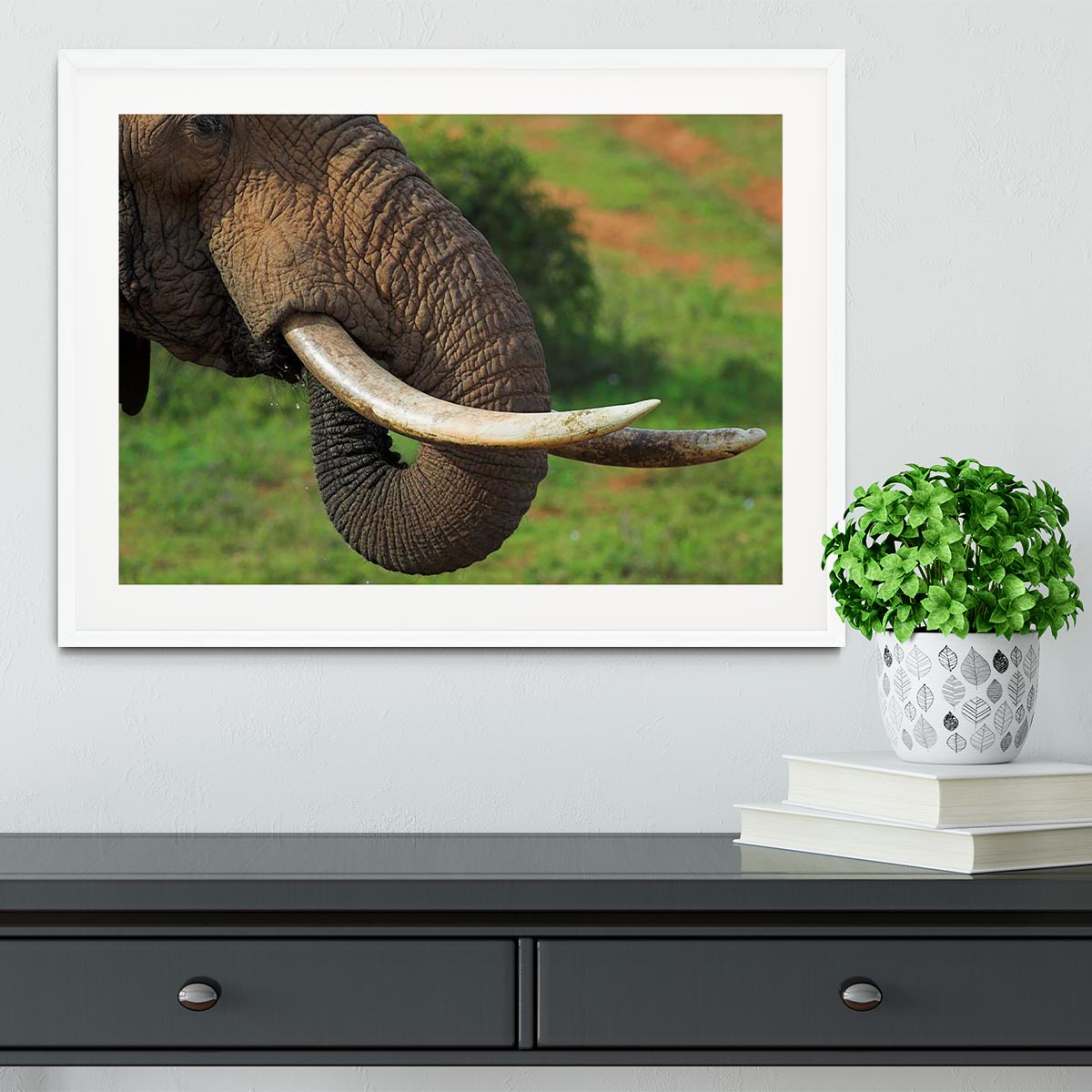 Close up of an African Elephants tusks Framed Print - Canvas Art Rocks - 5