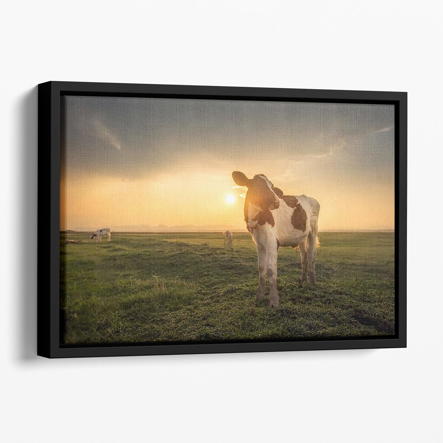 Cow Floating Framed Canvas - Canvas Art Rocks - 1