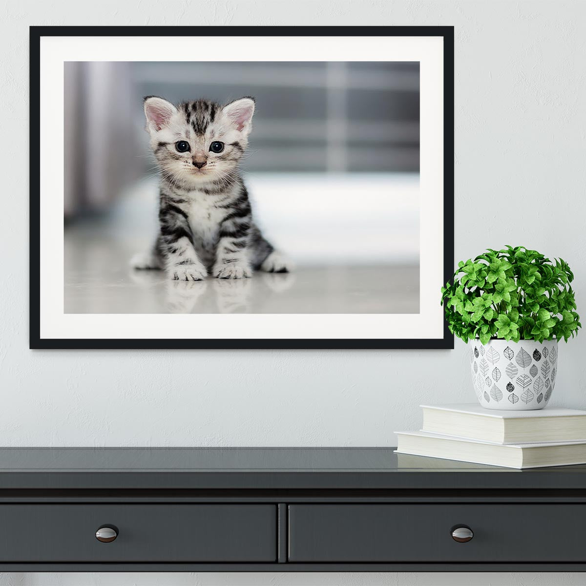 Cute American shorthair cat kitten Framed Print - Canvas Art Rocks - 1