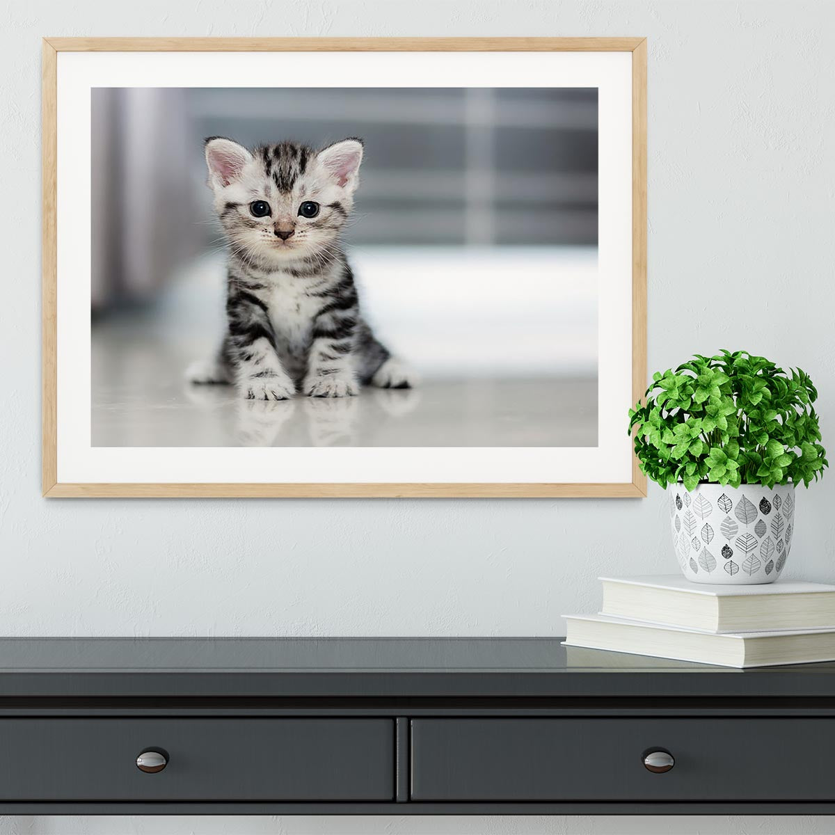 Cute American shorthair cat kitten Framed Print - Canvas Art Rocks - 3