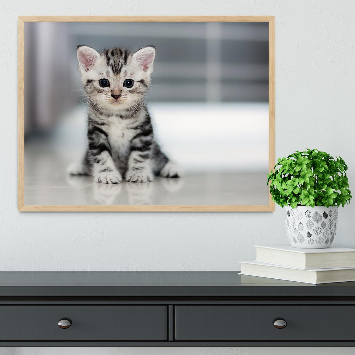 Cute American shorthair cat kitten Framed Print - Canvas Art Rocks - 4