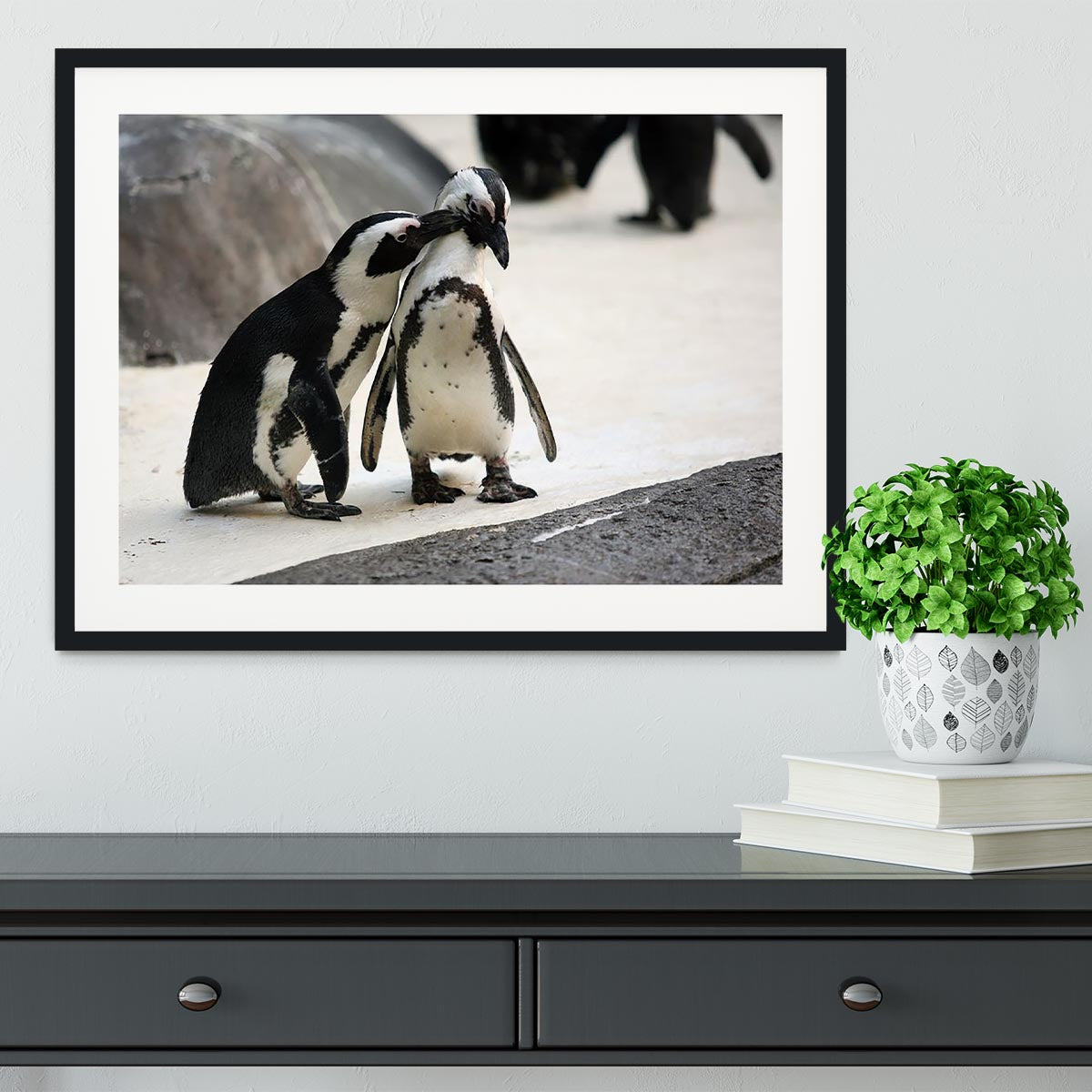 Cute affectionate penguin couple at the zoo Framed Print - Canvas Art Rocks - 1
