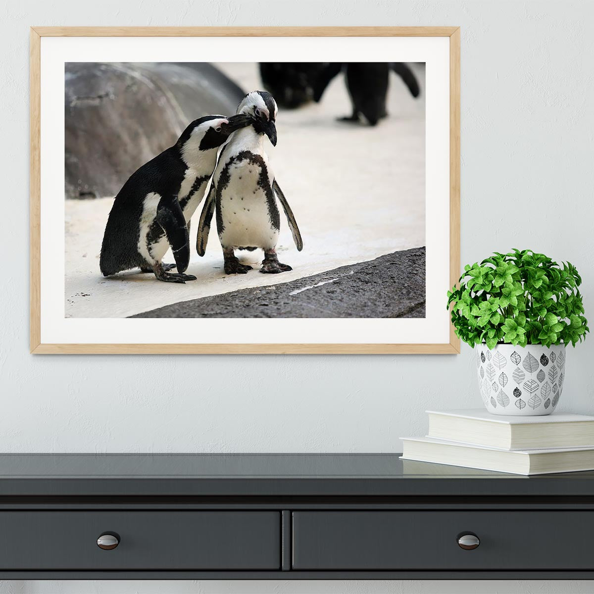 Cute affectionate penguin couple at the zoo Framed Print - Canvas Art Rocks - 3