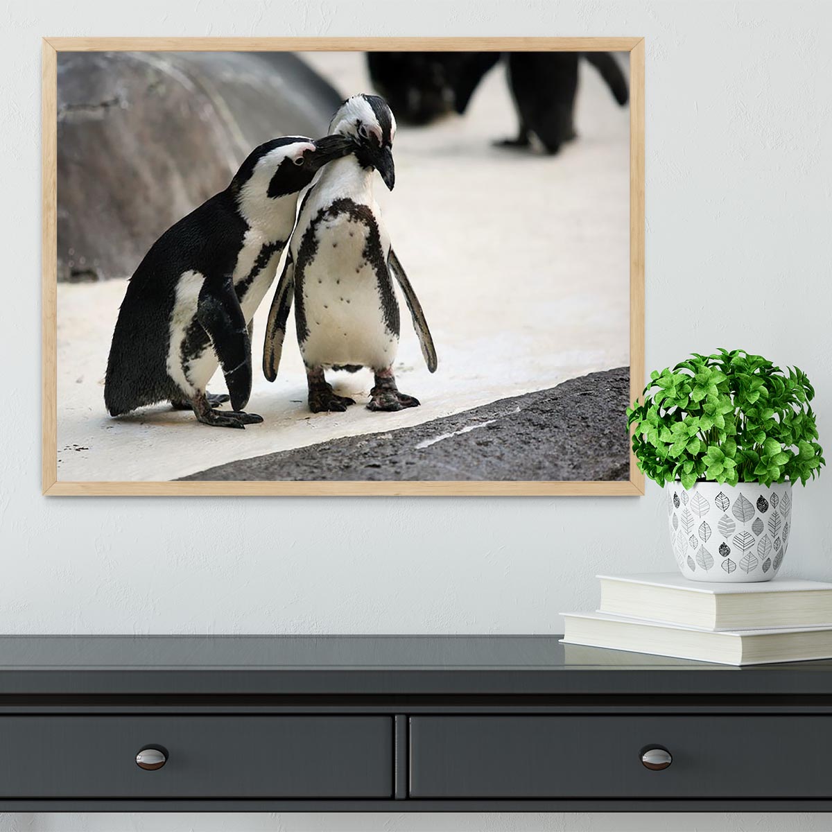 Cute affectionate penguin couple at the zoo Framed Print - Canvas Art Rocks - 4