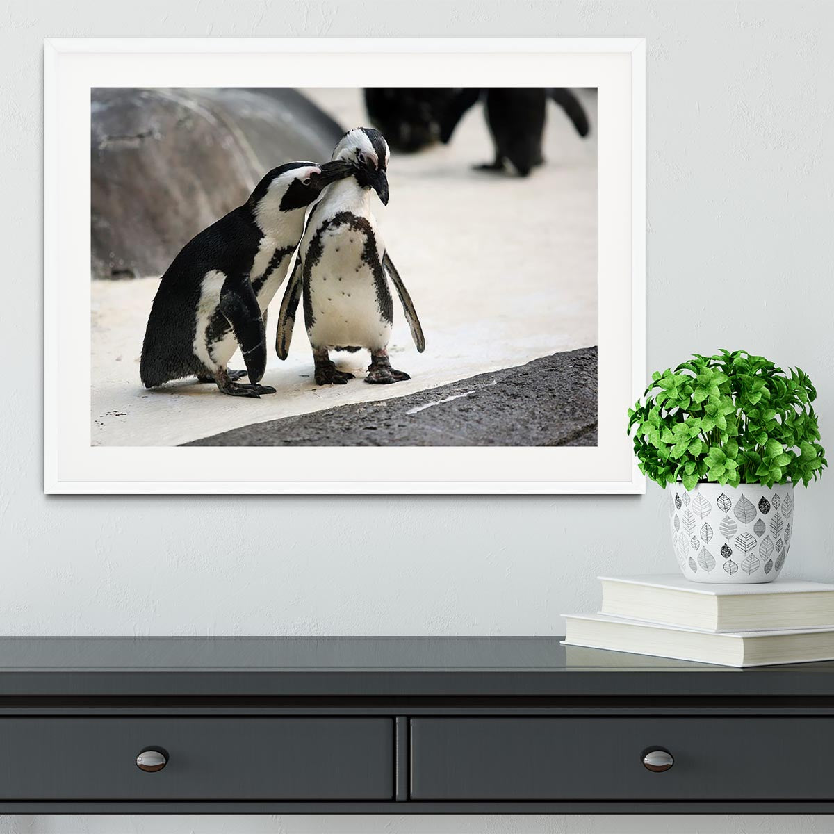 Cute affectionate penguin couple at the zoo Framed Print - Canvas Art Rocks - 5