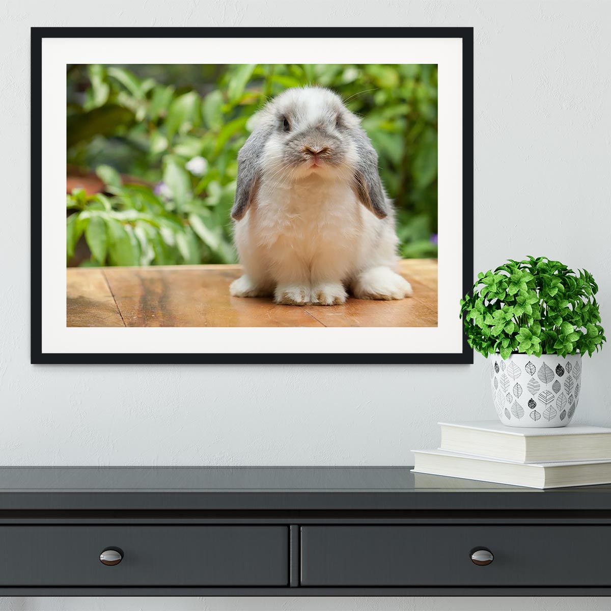 Cute holland lop rabbit Framed Print - Canvas Art Rocks - 1