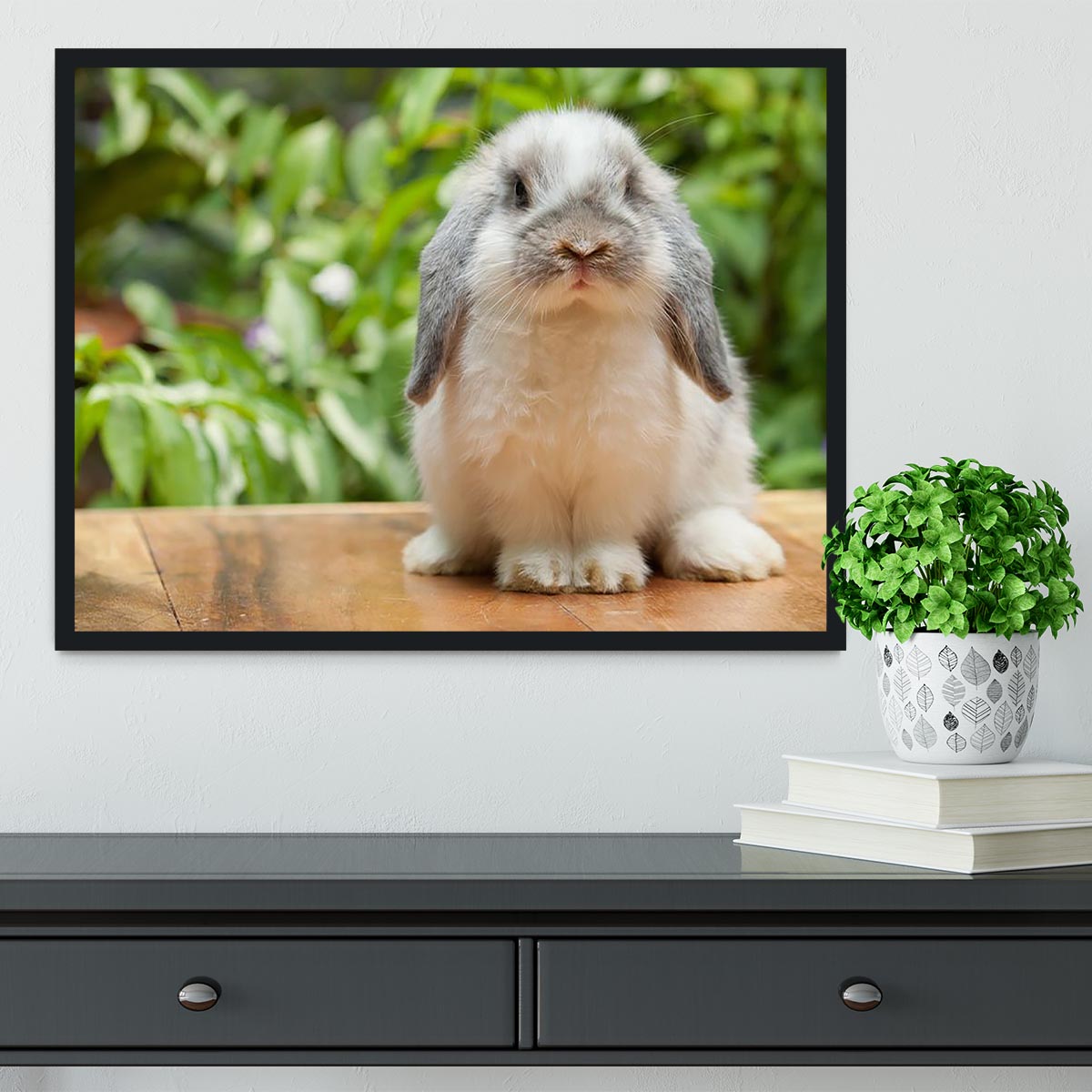 Cute holland lop rabbit Framed Print - Canvas Art Rocks - 2