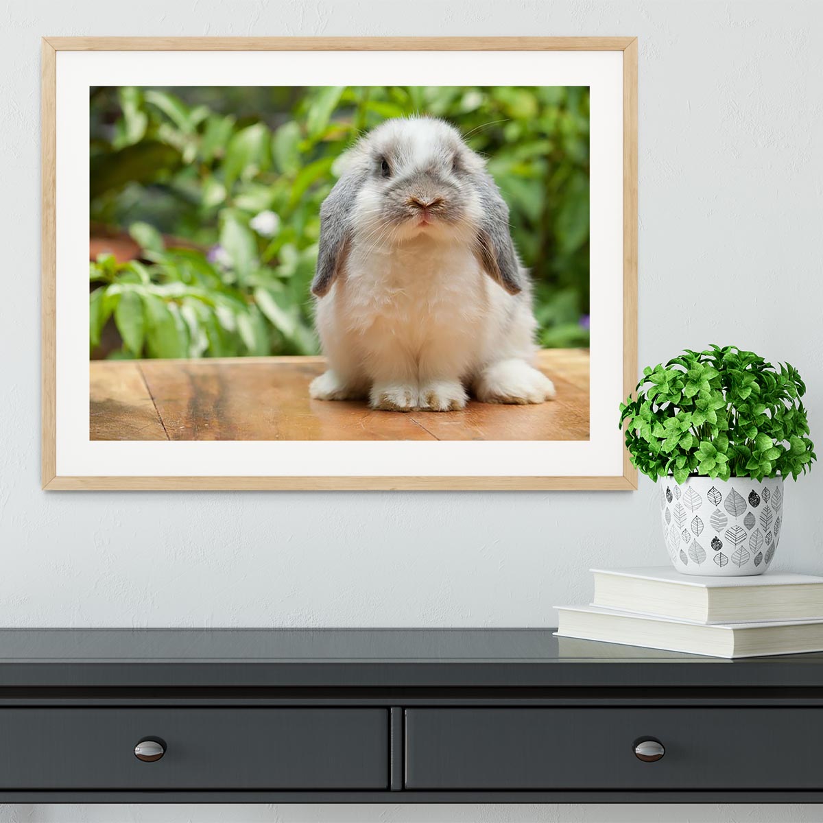 Cute holland lop rabbit Framed Print - Canvas Art Rocks - 3