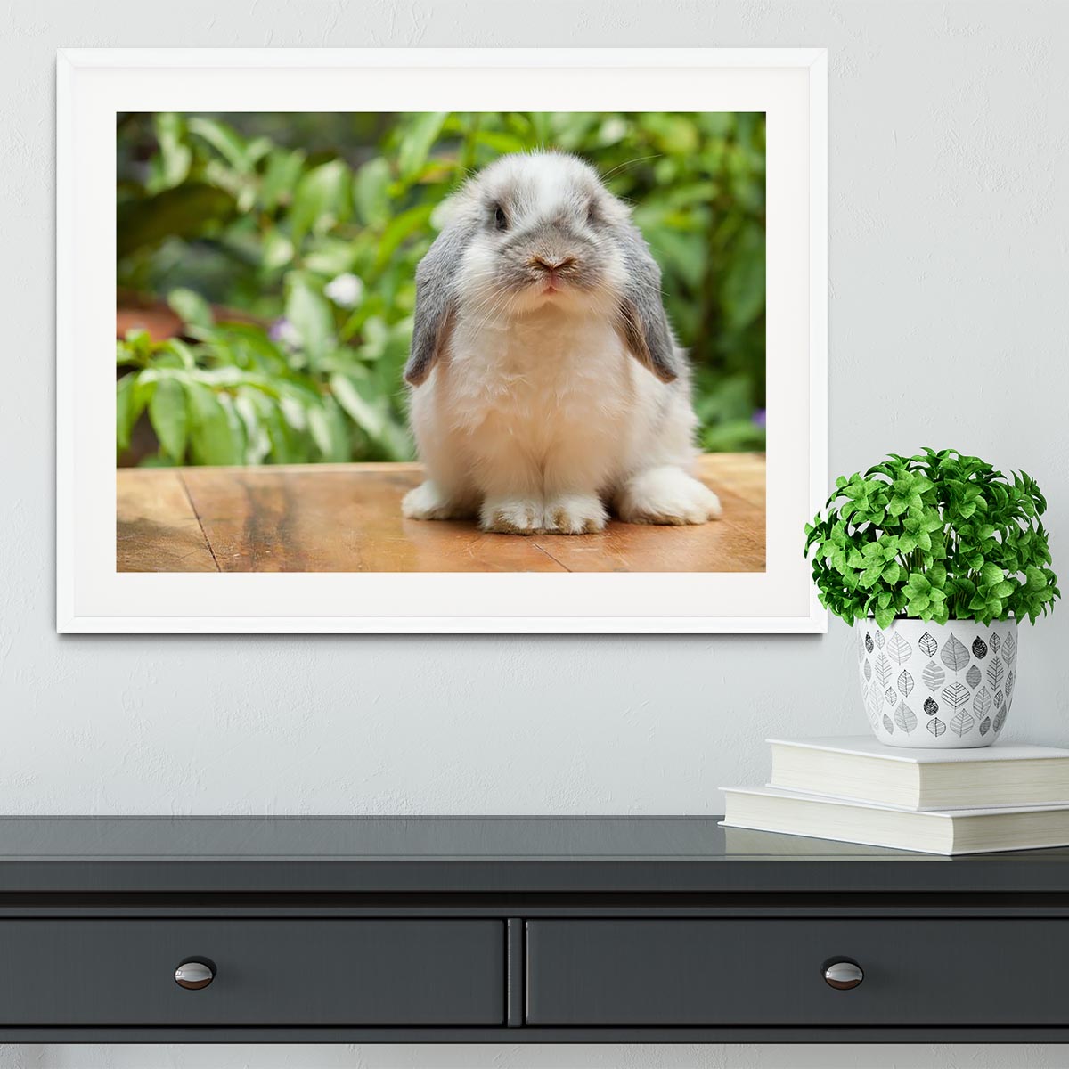 Cute holland lop rabbit Framed Print - Canvas Art Rocks - 5