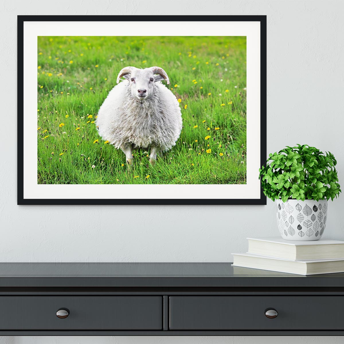 Cute sheep in Iceland staring into the camera Framed Print - Canvas Art Rocks - 1