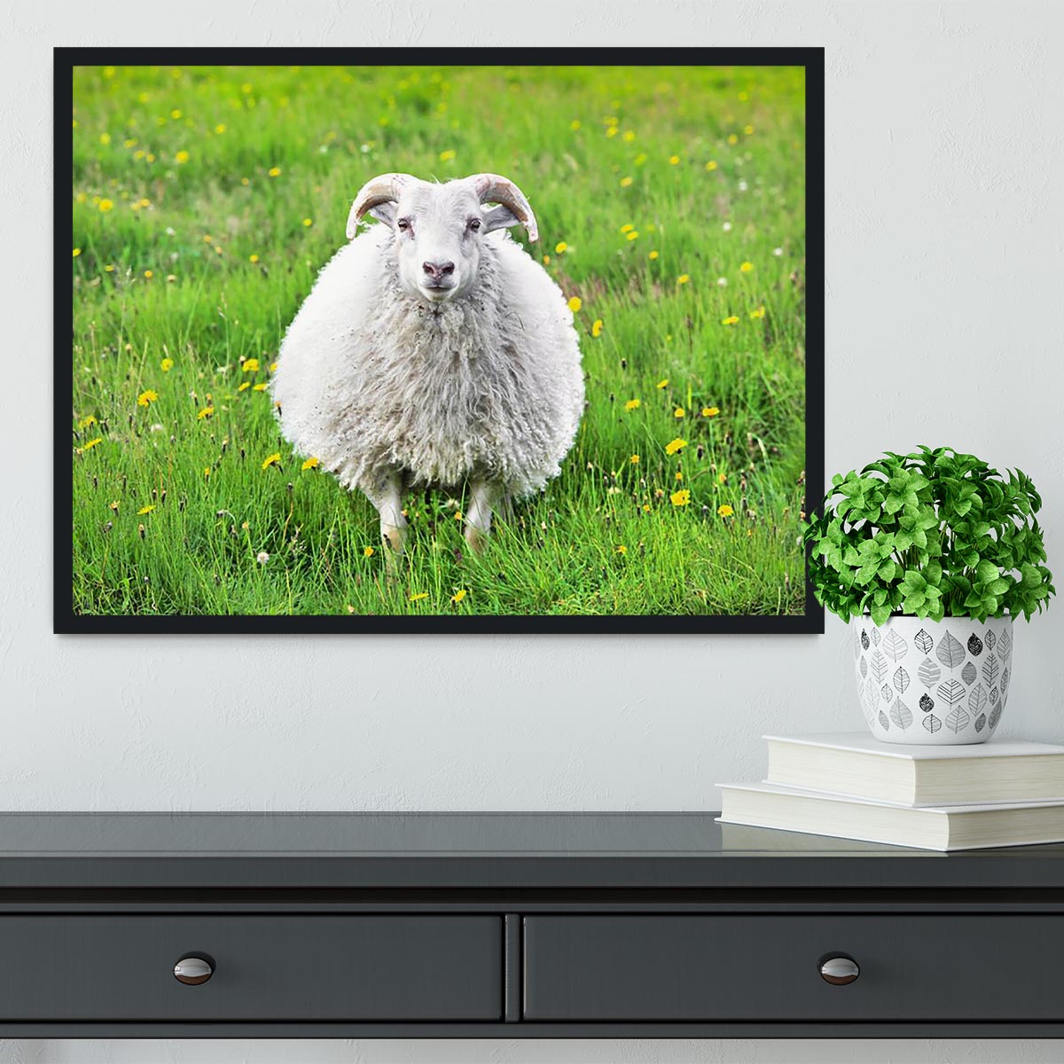 Cute sheep in Iceland staring into the camera Framed Print - Canvas Art Rocks - 2