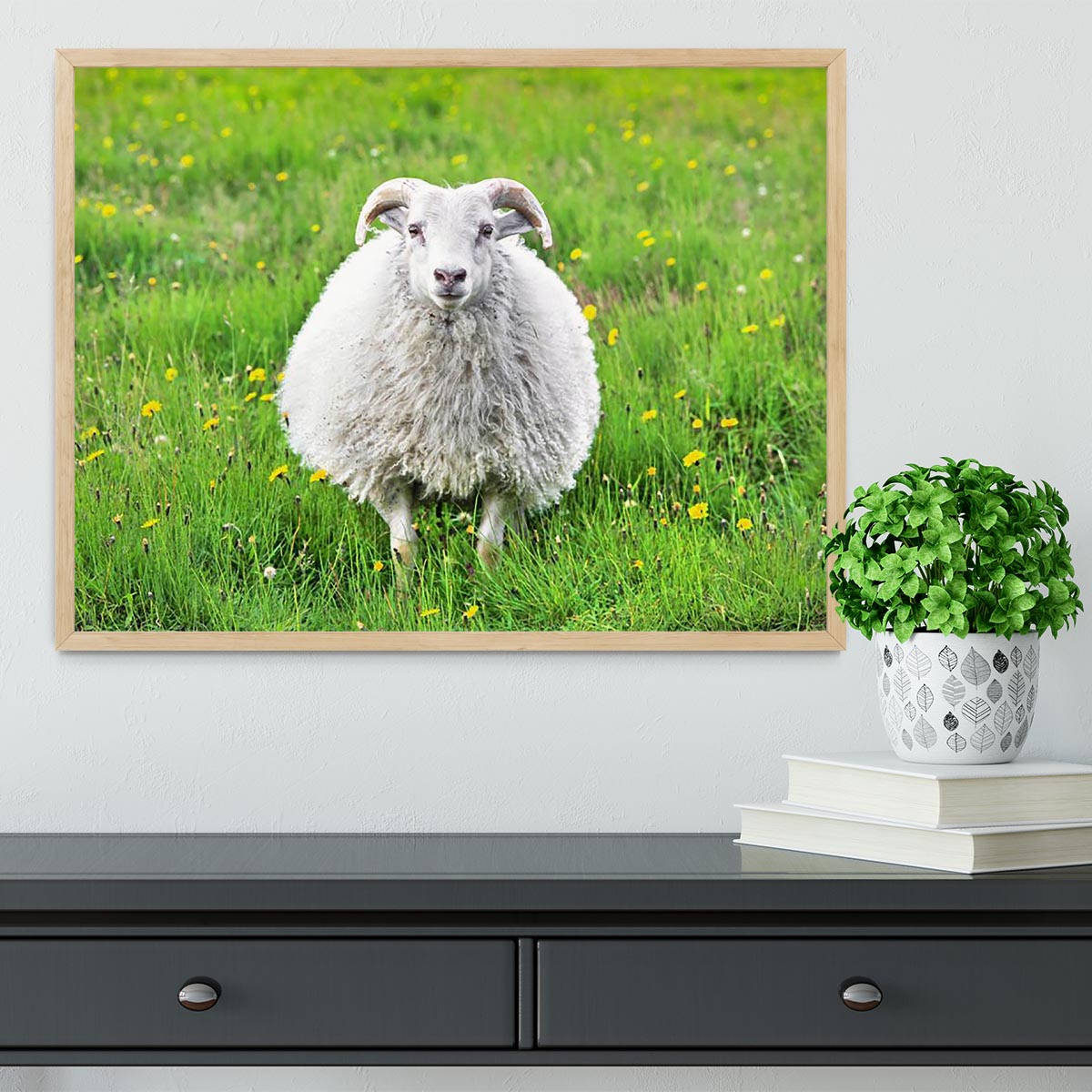 Cute sheep in Iceland staring into the camera Framed Print - Canvas Art Rocks - 4