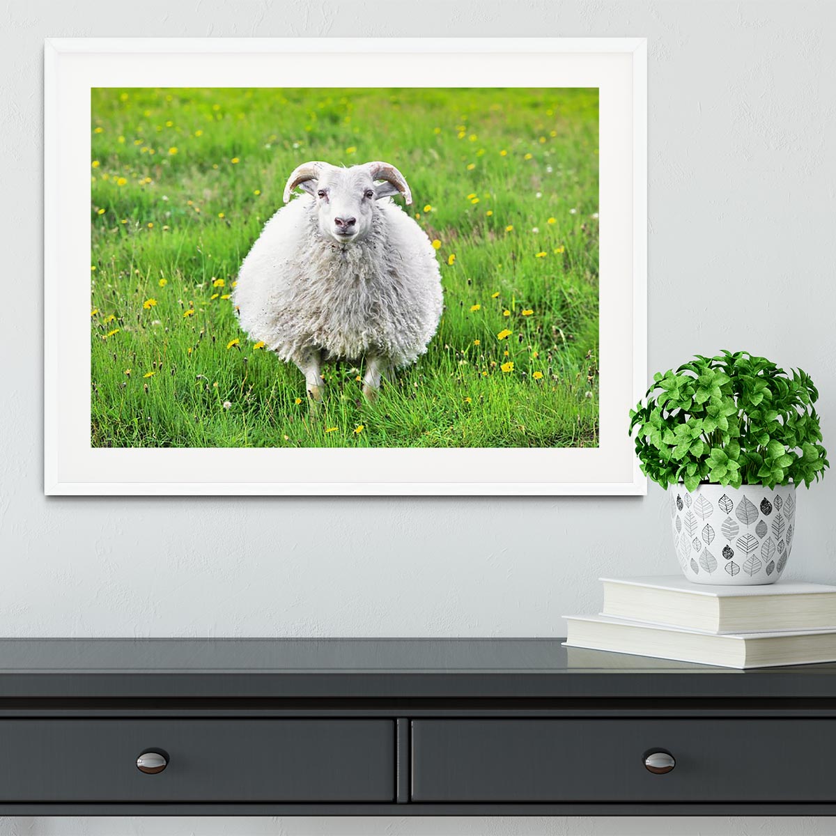 Cute sheep in Iceland staring into the camera Framed Print - Canvas Art Rocks - 5