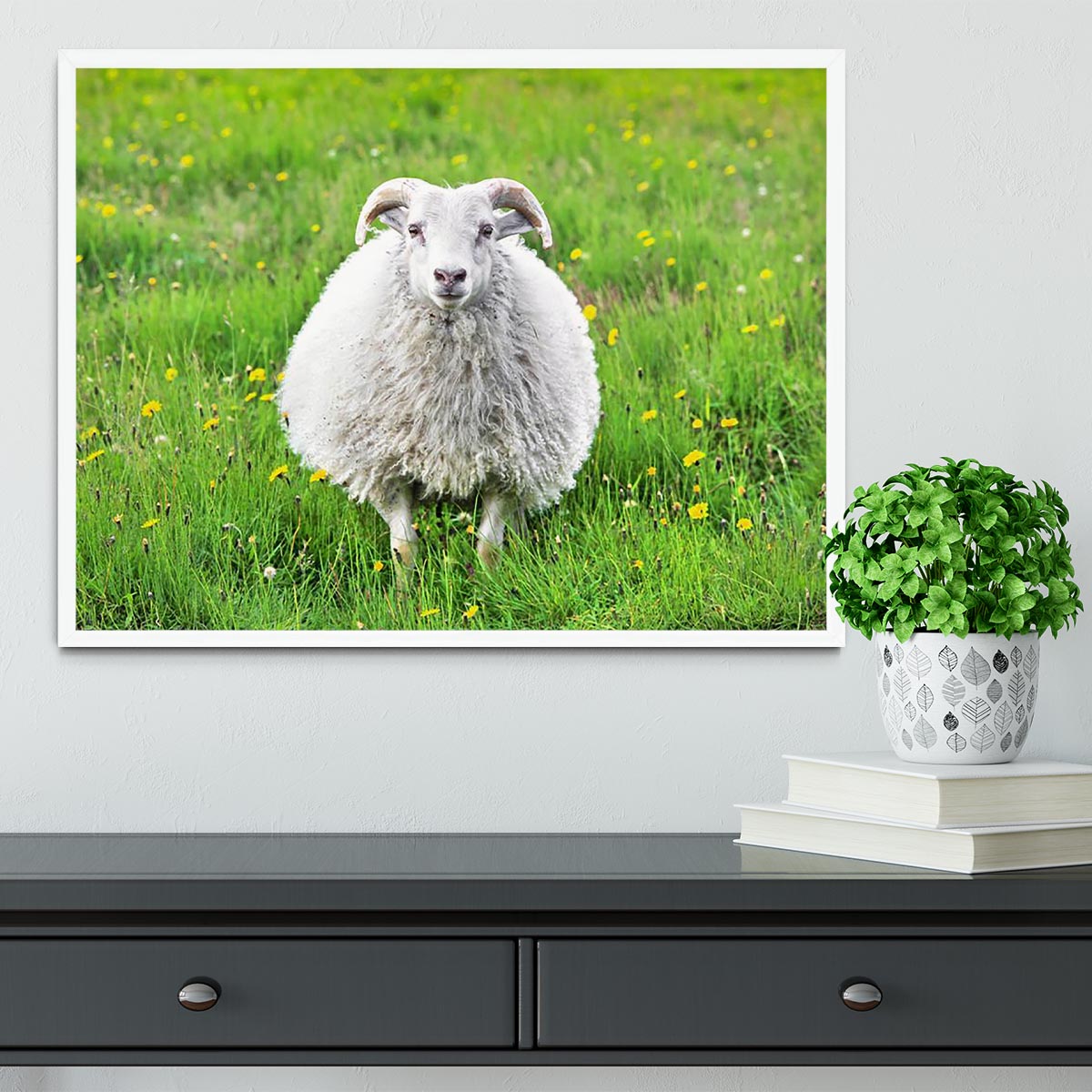Cute sheep in Iceland staring into the camera Framed Print - Canvas Art Rocks -6