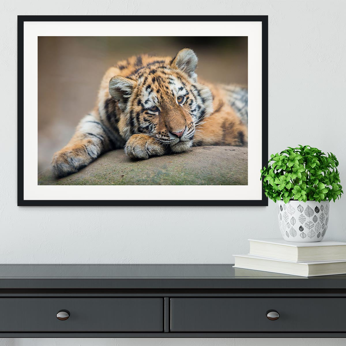 Cute tiger cub resting lazily Framed Print - Canvas Art Rocks - 1