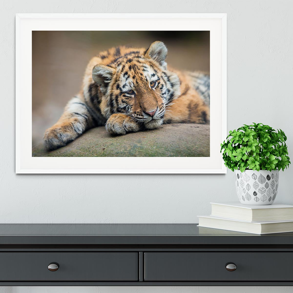 Cute tiger cub resting lazily Framed Print - Canvas Art Rocks - 5