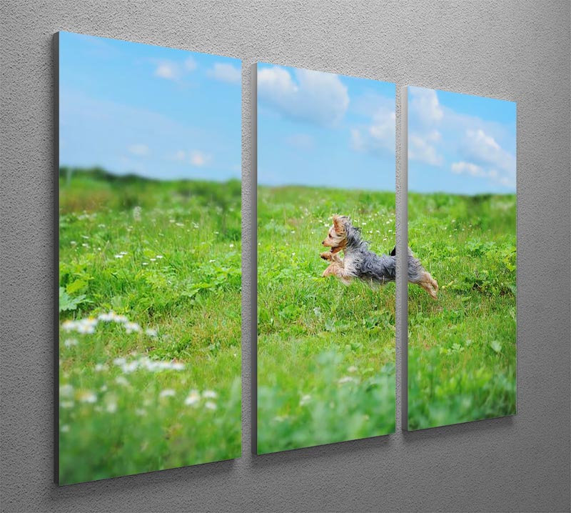 Dog playing in the park 3 Split Panel Canvas Print - Canvas Art Rocks - 2