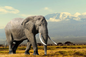Elephant on Kilimajaro mount Wall Mural Wallpaper - Canvas Art Rocks - 1