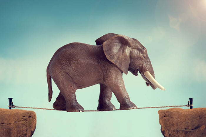Elephant on a tightrope Wall Mural Wallpaper