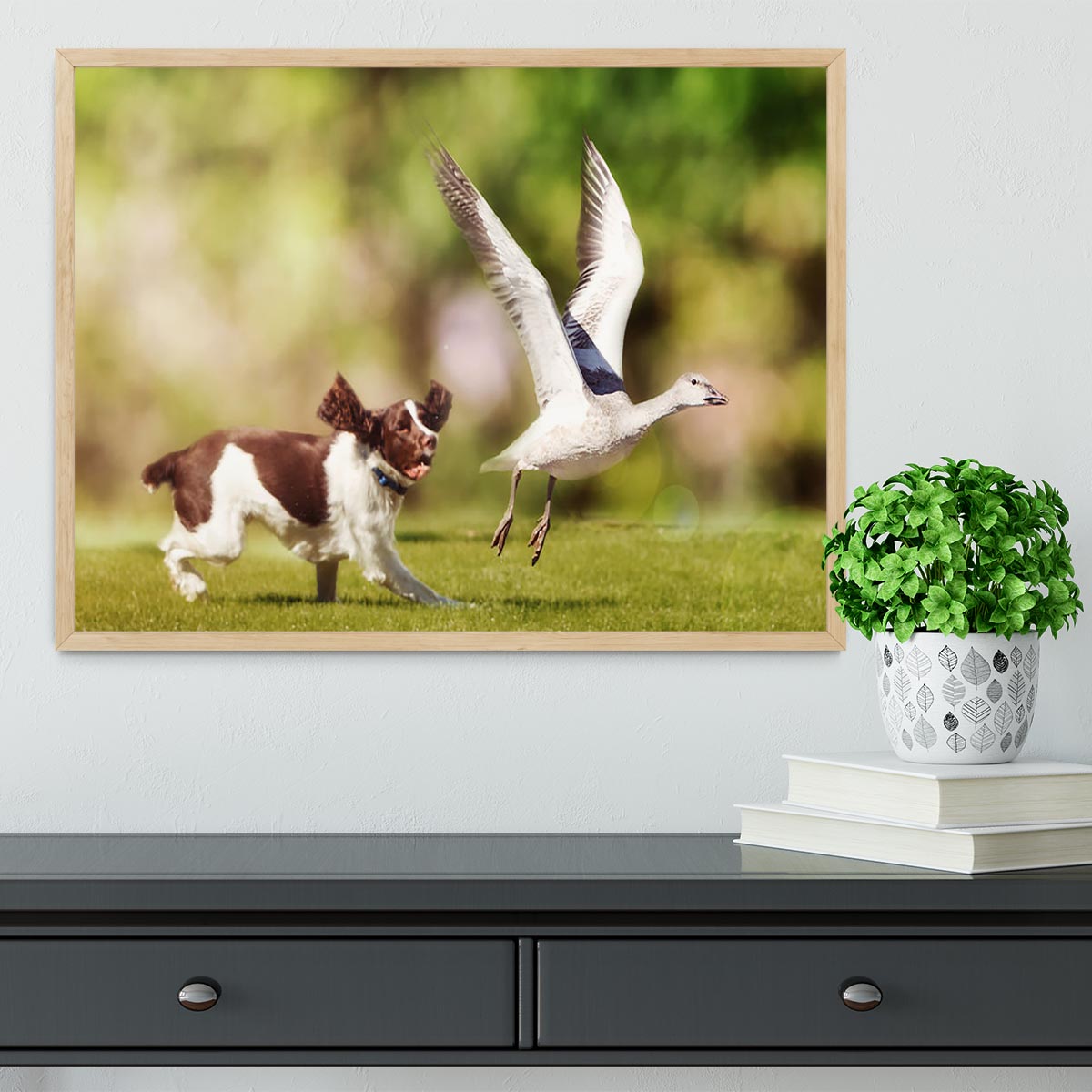 English Springer Spaniel dog chasing large Snow Goose Framed Print - Canvas Art Rocks - 4