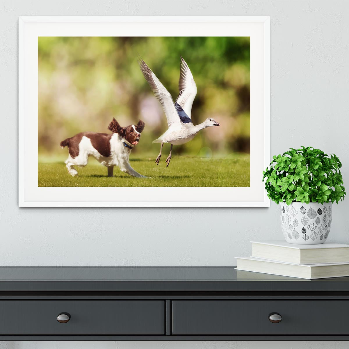 English Springer Spaniel dog chasing large Snow Goose Framed Print - Canvas Art Rocks - 5