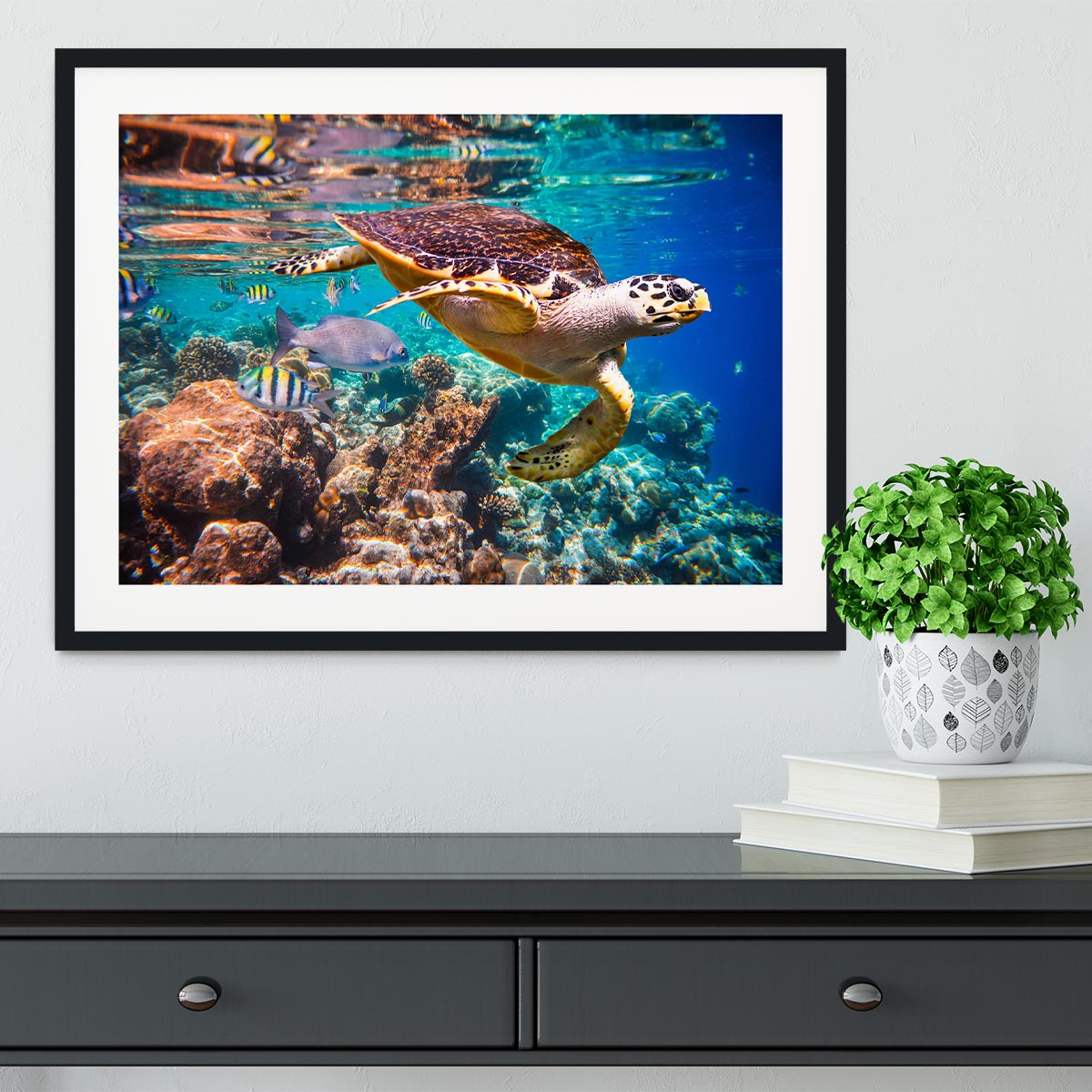 Eretmochelys imbricata Framed Print - Canvas Art Rocks - 1