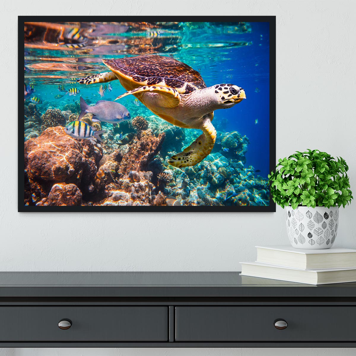 Eretmochelys imbricata Framed Print - Canvas Art Rocks - 2