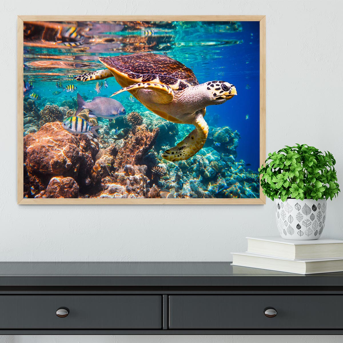 Eretmochelys imbricata Framed Print - Canvas Art Rocks - 4