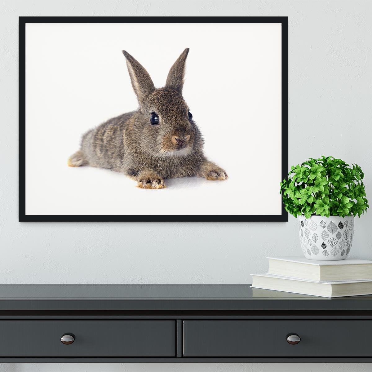 European rabbit in front of white background Framed Print - Canvas Art Rocks - 1